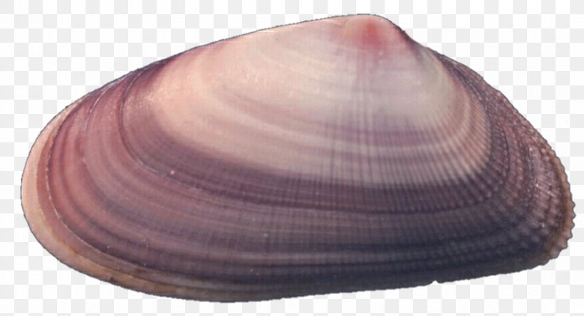 Baltic Macoma Cockle Clam Seashell Veneroida, PNG, 874x474px, Baltic Macoma, Art, Baltic Clam, Clam, Clams Oysters Mussels And Scallops Download Free