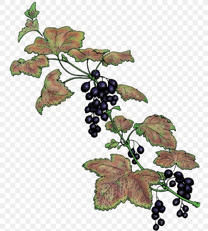 Common Grape Vine Berries Blackcurrant Seldovia, PNG, 1383x1534px, Grape, Berries, Berry, Blackcurrant, Blueberry Download Free