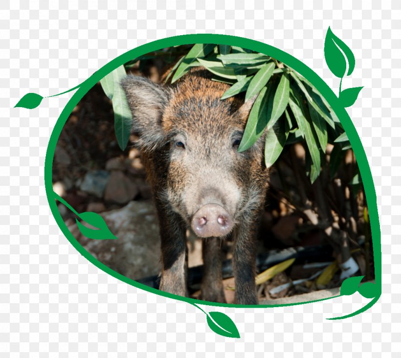 Domestic Pig Game Animal Stock Photography, PNG, 1048x936px, Domestic Pig, Animal, Culling, Fauna, Game Download Free