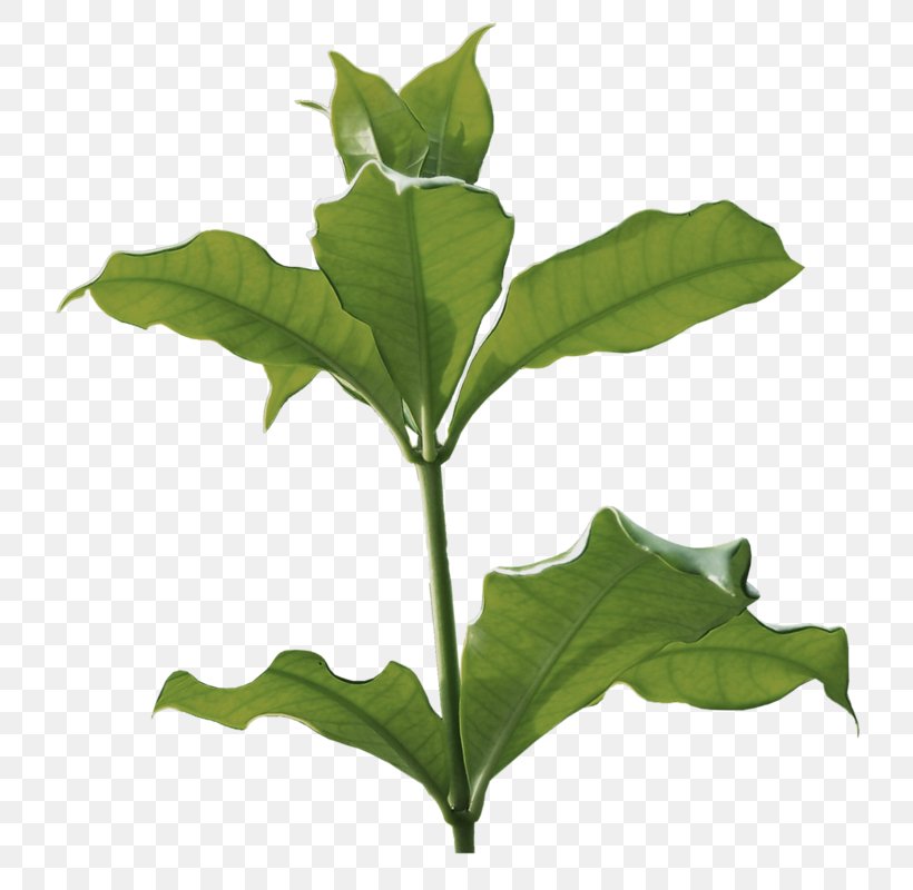 Herbaceous Plant Albom Clip Art, PNG, 775x800px, Herbaceous Plant, Albom, Author, Green, Leaf Download Free