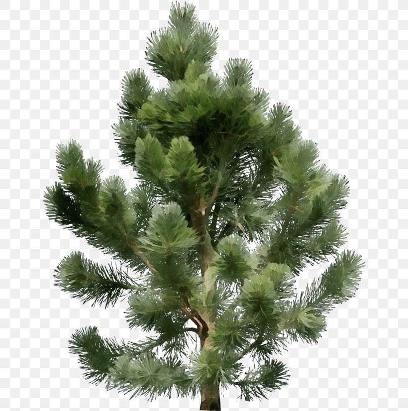 Tree Shortleaf Black Spruce Columbian Spruce Balsam Fir Sugar Pine, PNG, 650x826px, Watercolor, Balsam Fir, Columbian Spruce, Larix Lyalliisubalpine Larch, Lodgepole Pine Download Free