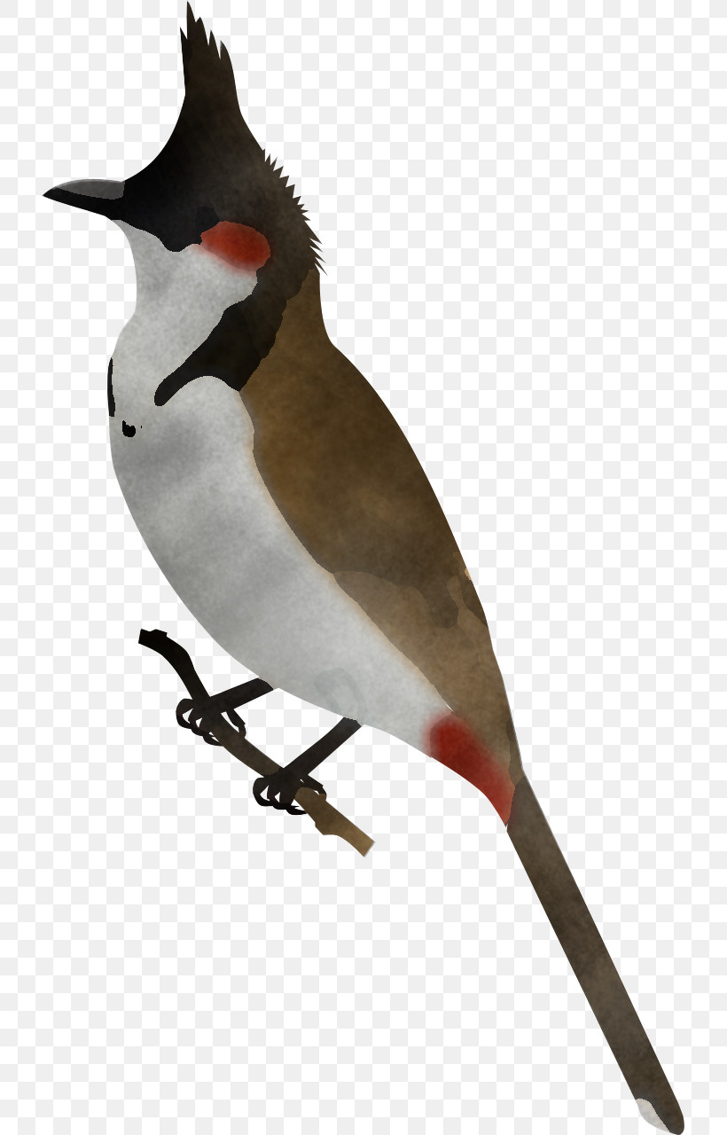 Bird Beak Waxwing Finch Perching Bird, PNG, 725x1280px, Bird, Beak, Bulbul, Cedar Waxwing, Finch Download Free