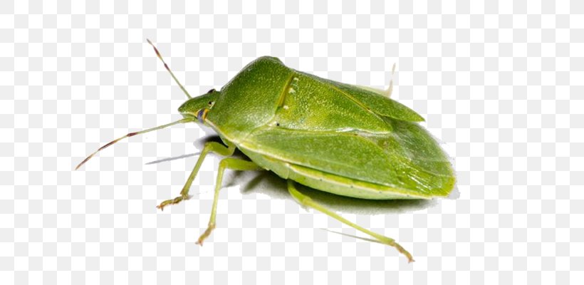 Insect Southern Green Stink Bug Heteroptera, PNG, 700x400px, Insect, Arthropod, Brown Marmorated Stink Bug, Cricket, Cricket Like Insect Download Free