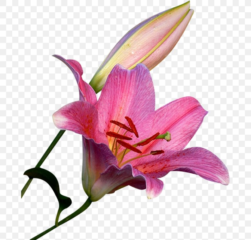 Stock Photography Illustration Centerblog Shutterstock, PNG, 682x784px, Stock Photography, Blog, Centerblog, Cut Flowers, Daylily Download Free