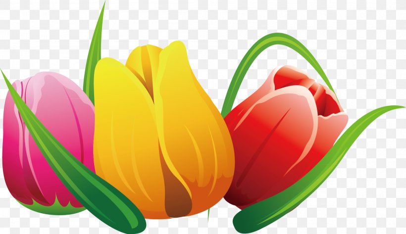 Tulip Flower, PNG, 1795x1037px, Tulip, Computer Graphics, Flower, Flower Bouquet, Flowering Plant Download Free