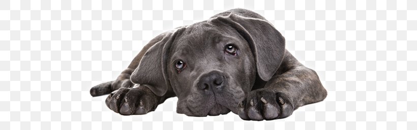 Cane Corso Puppy American Staffordshire Terrier American Eskimo Dog English Mastiff, PNG, 500x257px, Cane Corso, American Eskimo Dog, American Staffordshire Terrier, Breed, Can Stock Photo Download Free