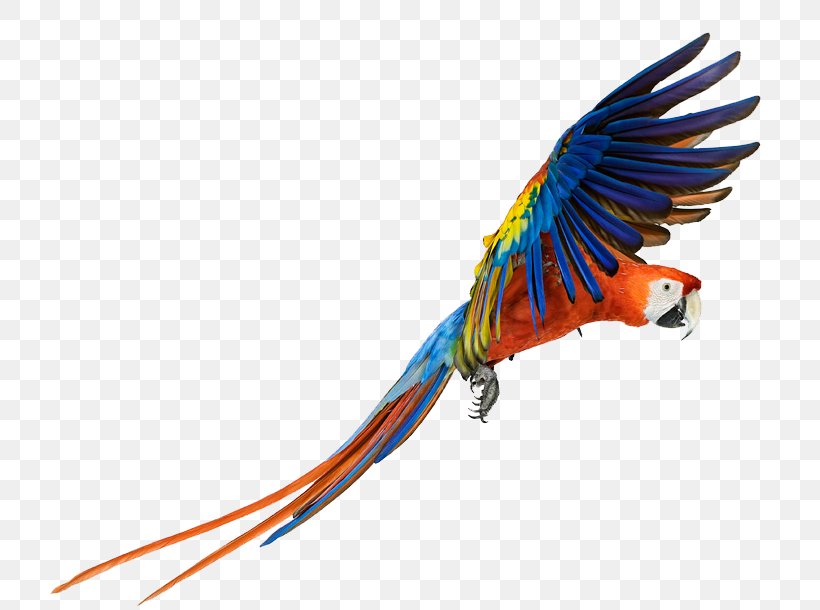 Macaw Bird, PNG, 784x610px, Bird, Beak, Common Pet Parakeet, Feather, Macaw Download Free