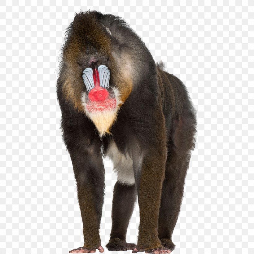 Mandrill Baboons Primate Macaque Monkey, PNG, 1000x1000px, Mandrill, Animal, Ape, Baboons, Cercopithecidae Download Free