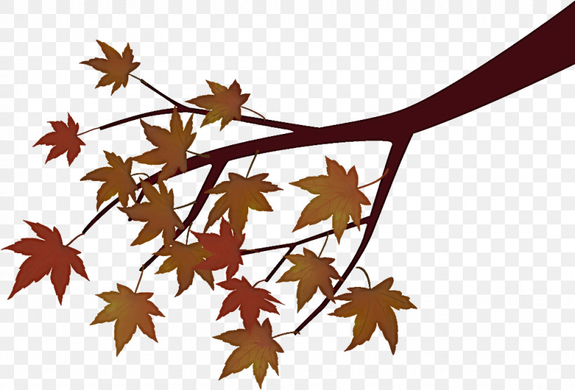 Maple Tree Branch Maple Tree Autumn, PNG, 1026x696px, Maple Tree Branch, Autumn, Black Maple, Branch, Deciduous Download Free