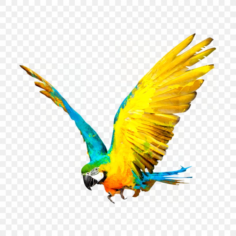 Paper Wall Decal Sticker Wallpaper, PNG, 1000x1000px, Paper, Beak, Bird, Color, Common Pet Parakeet Download Free