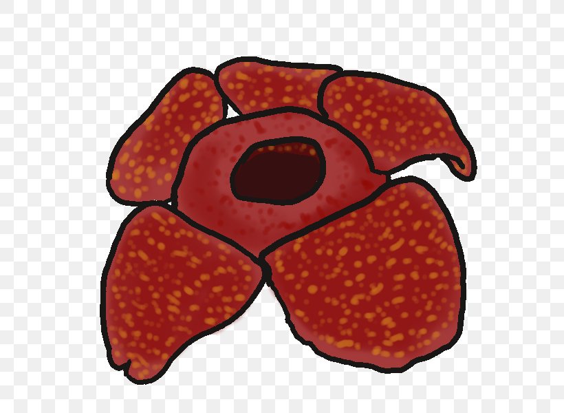 Rafflesia Arnoldii Drawing Rafflesia Cantleyi Clip Art, PNG, 600x600px, Rafflesia Arnoldii, Drawing, Flower, Food, Free Content Download Free