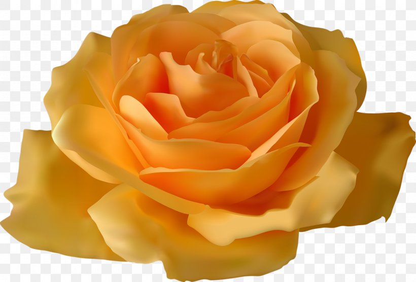 Rose Yellow Flower Clip Art, PNG, 1280x869px, Rose, Blue Rose, Bud, Cut Flowers, Floribunda Download Free