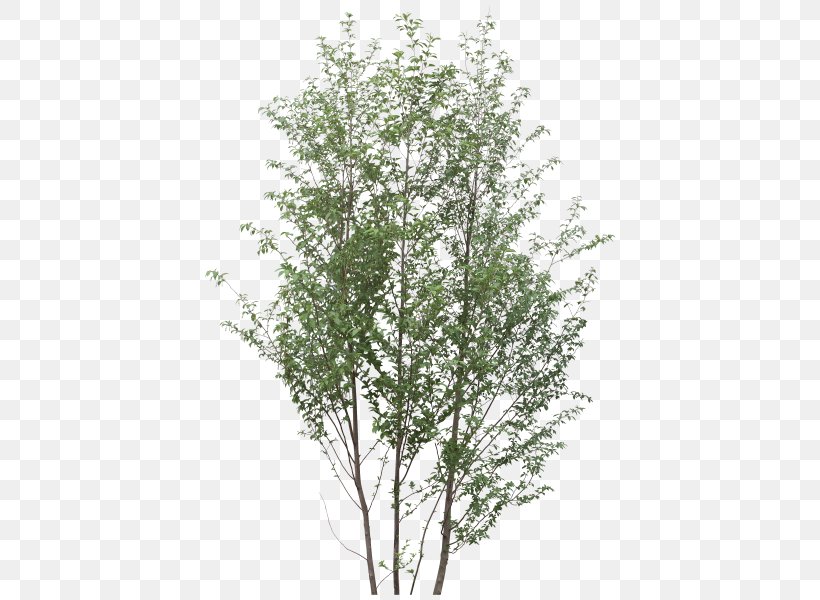 Shrub Tree Twig Plant, PNG, 420x600px, Shrub, Birch, Branch, Evergreen, Flowering Plant Download Free