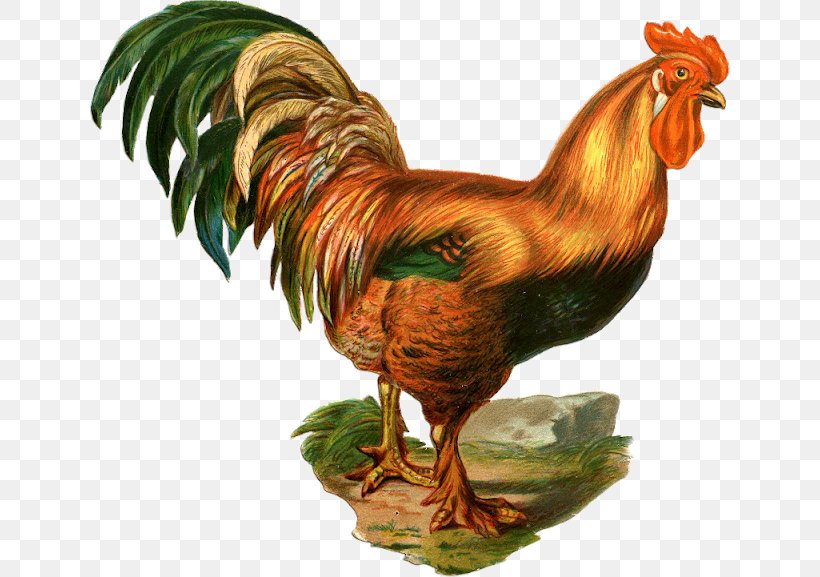 Silkie Dorking Chicken Rooster Chicken Meat Clip Art, PNG, 640x577px, Silkie, Beak, Bird, Chicken, Chicken Meat Download Free
