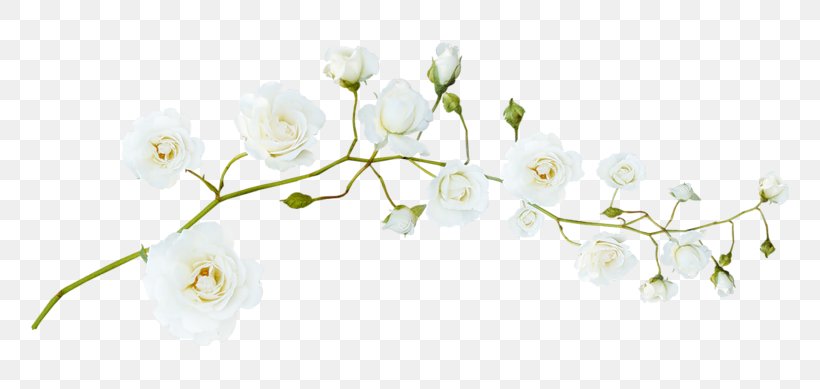 Flower White, PNG, 800x389px, Flower, Blossom, Branch, Bud, Chart Download Free