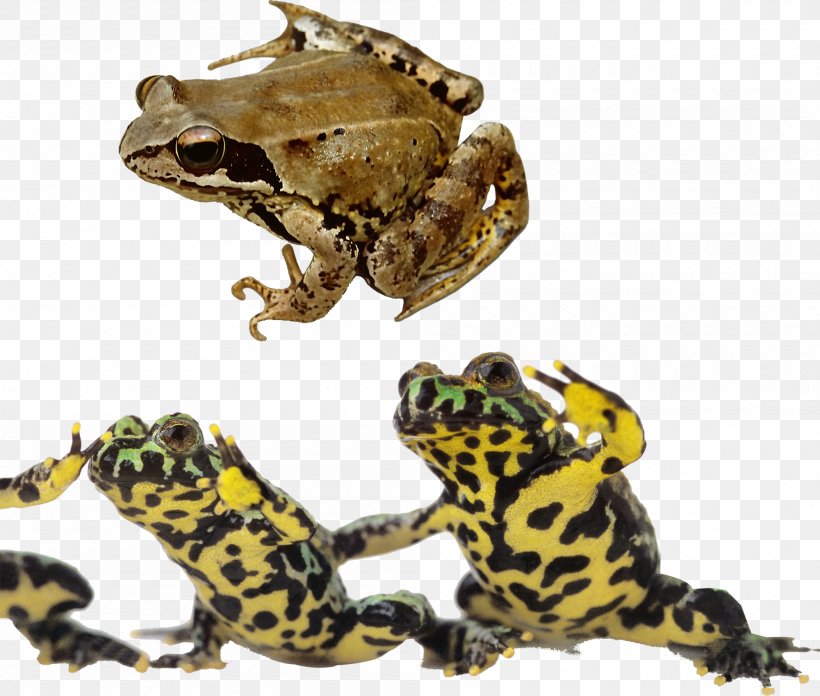 Frog Oriental Fire-bellied Toad Reptile Photography, PNG, 2000x1699px, Frog, Amphibian, Fauna, Firebellied Toad, Organism Download Free