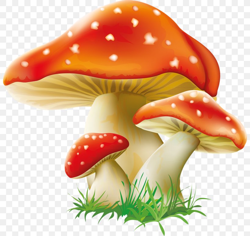 Mushroom Fungus Clip Art, PNG, 800x775px, Mushroom, Amanita Muscaria, Chanterelle, Common Mushroom, Edible Mushroom Download Free