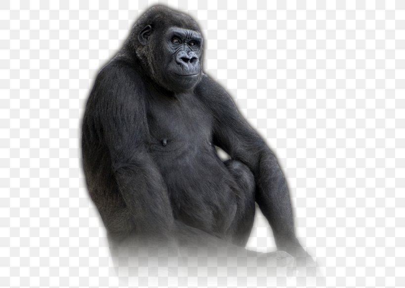 Western Gorilla Common Chimpanzee United States Virunga National Park Volcanoes National Park, PNG, 513x583px, Western Gorilla, Black And White, Chimpanzee, Common Chimpanzee, Fur Download Free