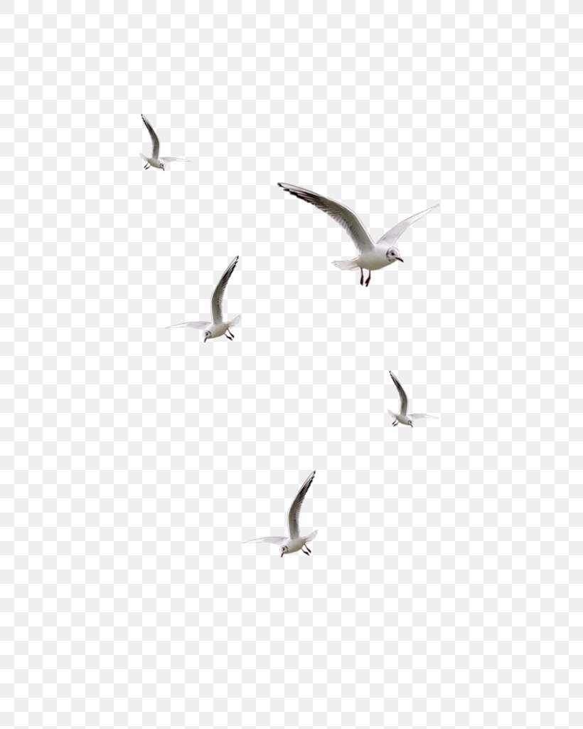 Bird Desktop Wallpaper Clip Art, PNG, 649x1024px, Bird, Animal Migration, Beak, Bird Migration, Charadriiformes Download Free