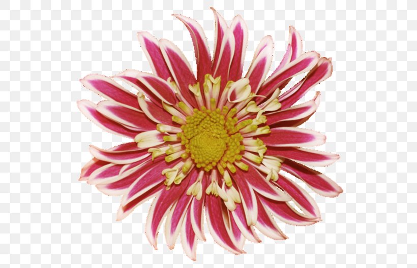 Chrysanthemum Dahlia Flower Clip Art, PNG, 550x528px, Chrysanthemum, Aster, Chrysanths, Cut Flowers, Dahlia Download Free