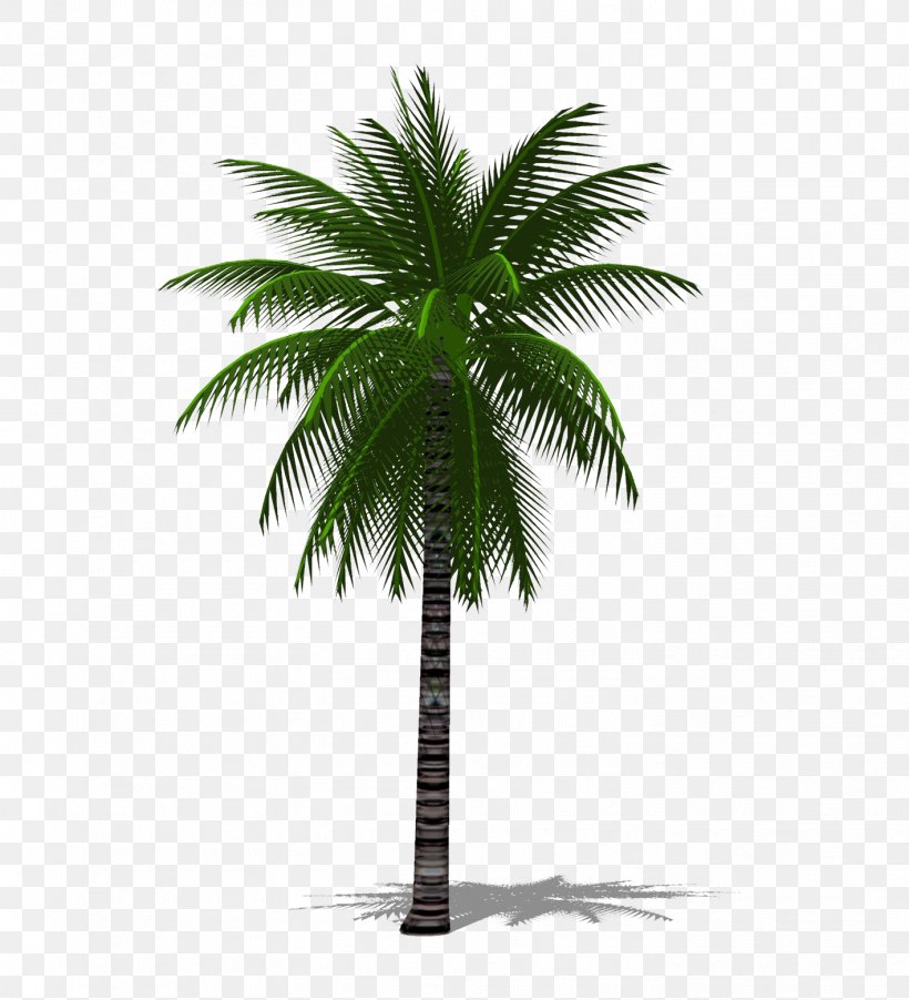 Date Palm Arecaceae Tree Chuniophoenix Hainanensis, PNG, 1417x1559px, 3d Computer Graphics, Arecaceae, Arecales, Black And White, Chuniophoenix Download Free
