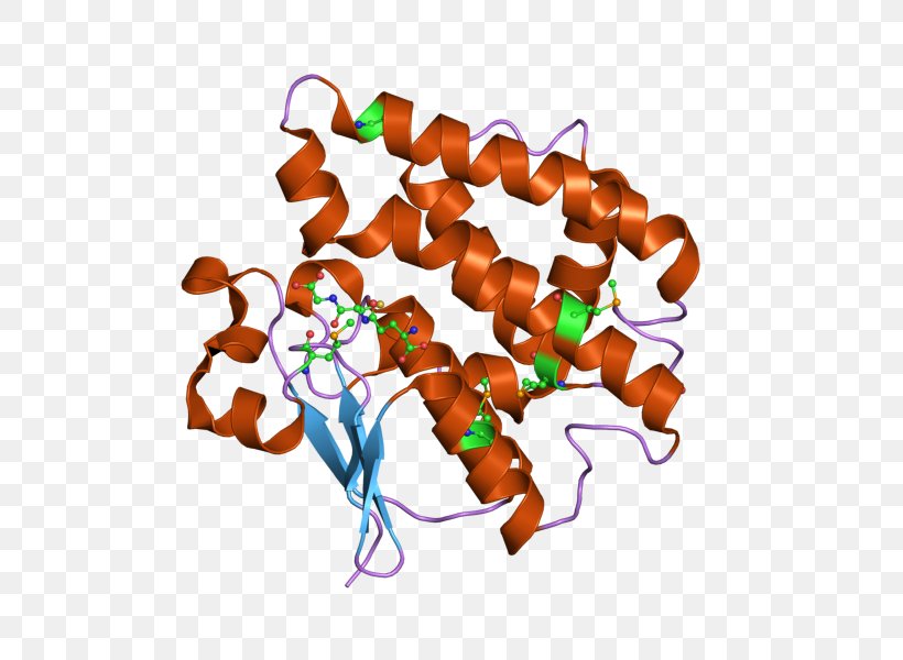 Insulin Glargine Glucagon Blood Sugar Protein, PNG, 800x600px, Insulin, Blood, Blood Sugar, Fibril, Food Download Free