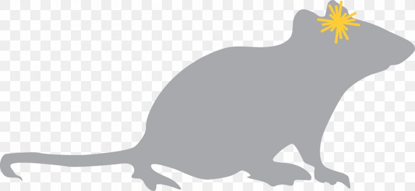 Rat Whiskers Mouse Peshawar Rodent, PNG, 982x452px, Rat, Addiction, Beak, Behavior, Black And White Download Free