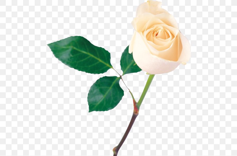 Rose Flower White, PNG, 500x541px, Rose, Cut Flowers, Display Resolution, Flower, Flowering Plant Download Free