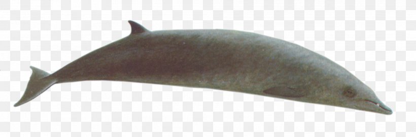 Dolphin Porpoise Marine Mammal Cetacea Whale, PNG, 2013x663px, Dolphin, Cetacea, Fish, Mammal, Marine Mammal Download Free