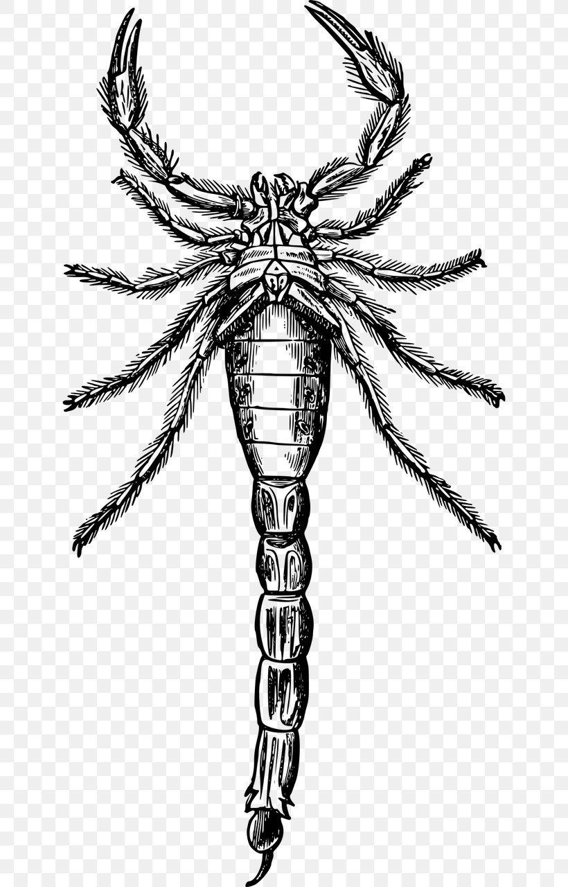 Scorpion Drawing Painting Clip Art, PNG, 640x1280px, Scorpion, Arachnid, Art, Arthropod, Black And White Download Free