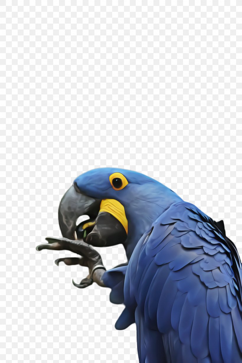 Bird Parrot, PNG, 1632x2448px, Macaw, Beak, Bird, Blue, Cobalt Download Free