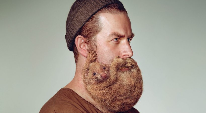 Ferret Beard Shaving Schick Razor, PNG, 1200x662px, Ferret, Advertising, Beard, Face, Facial Hair Download Free