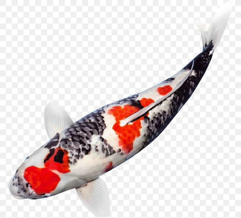 Koi Pond Niigata Prefecture Aquarium Carp, PNG, 766x742px, Koi, Aquaria Veldhuis, Aquarium, Carp, Common Carp Download Free