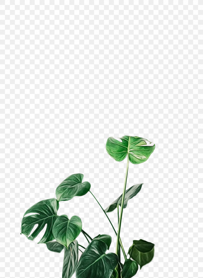 Leaf Plant Stem Herb Plants Science, PNG, 1200x1646px, Watercolor, Biology, Herb, Leaf, Paint Download Free