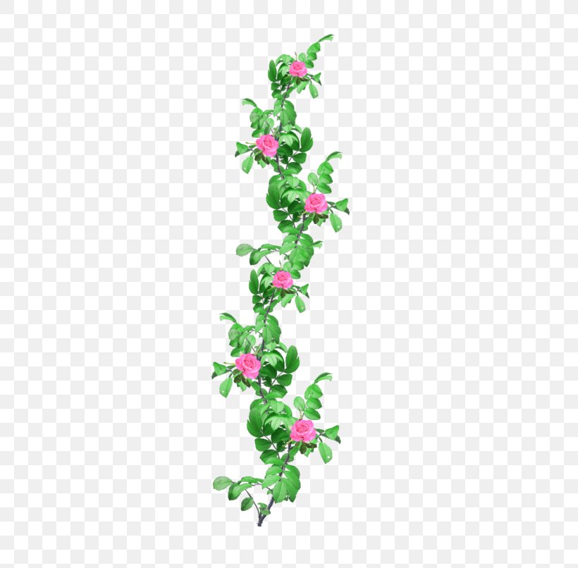 Rose Gardening Flower Clip Art, PNG, 580x806px, Rose Gardening, Aquifoliaceae, Branch, Deviantart, Drawing Download Free