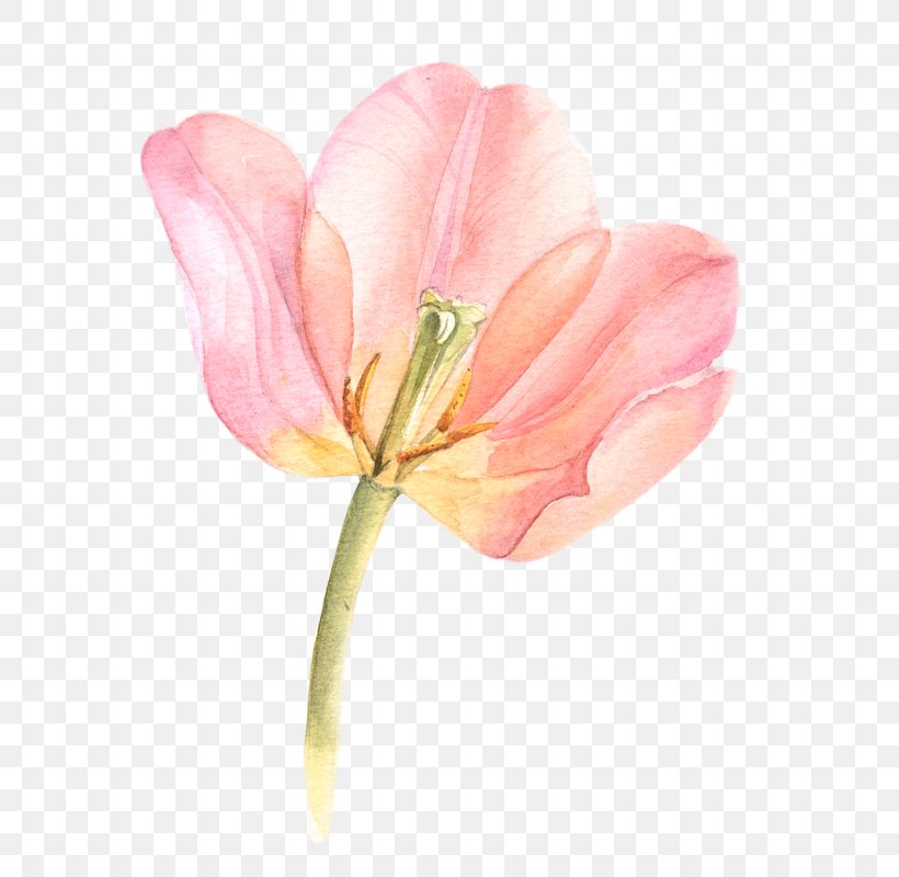 Watercolor Painting Flowers In Watercolor Tulip Watercolour Flowers, PNG, 634x800px, Watercolor Painting, Blossom, Bud, Close Up, Floristry Download Free