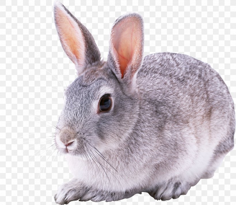 White Rabbit Child Hare, PNG, 2349x2037px, Rex Rabbit, Animal, Child, Cottontail Rabbit, Cuteness Download Free