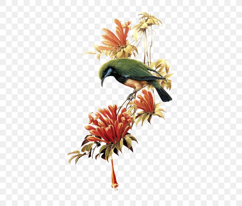 Bird Parrot Flight Clip Art Image, PNG, 524x699px, Bird, Animal, Beak, Birdcage, Blueandyellow Macaw Download Free