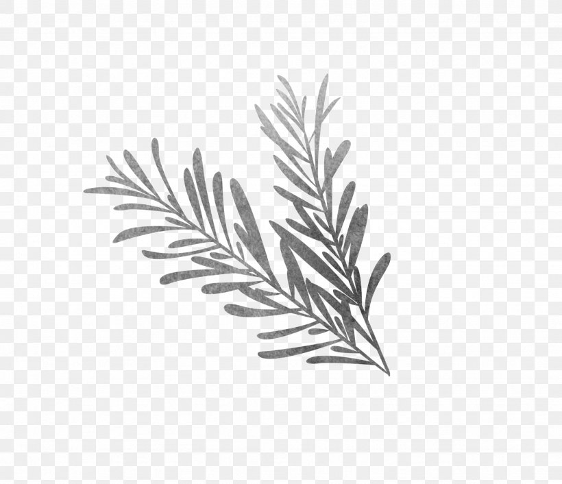 Black And White Drawing Rosemary Sketch, PNG, 1846x1590px, Black And White, Branch, Drawing, Flowering Plant, Grass Download Free