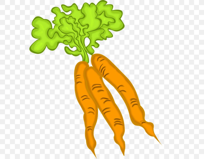 Carrot Food Leaf Vegetable Vegetarian Cuisine, PNG, 584x640px, Carrot, Food, Fruit, Leaf Vegetable, Local Food Download Free