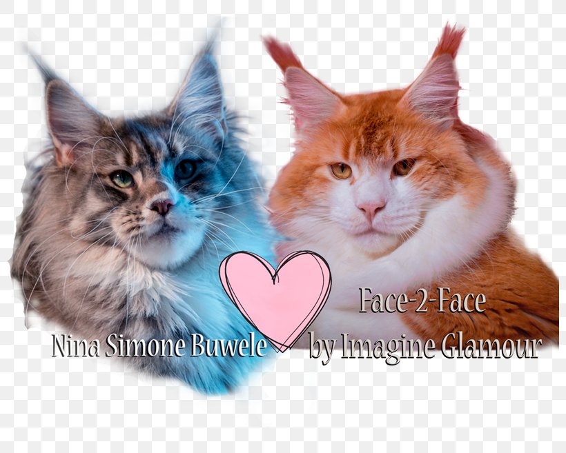 Maine Coon Norwegian Forest Cat Whiskers Kitten Siberian Cat, PNG, 800x657px, Maine Coon, Carnivoran, Cat, Cat Like Mammal, Fauna Download Free