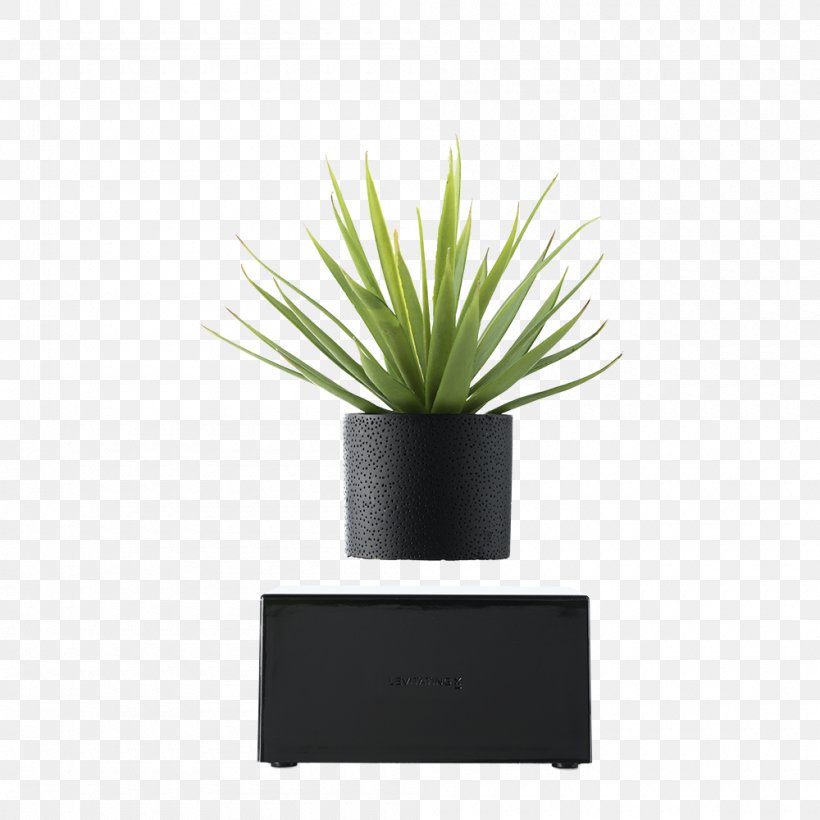 Oodesign Floating Vase RIPPLE Houseplant Decorative Vase Black Vase, PNG, 1000x1000px, Vase, Agave, Black Vase, Decorative Arts, Decorative Vase Download Free