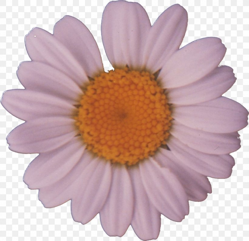 Common Daisy Flower Clip Art, PNG, 948x919px, Common Daisy, Aster, Chrysanths, Daisy, Daisy Family Download Free