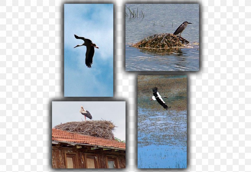 Ecosystem Fauna Water Bird Wildlife, PNG, 2251x1548px, Ecosystem, Bird, Fauna, Organism, Water Bird Download Free