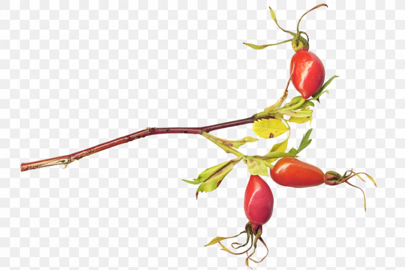 Rose Hip Tea Food Auglis Plant, PNG, 1280x853px, Rose Hip, Auglis, Bell Peppers And Chili Peppers, Berry, Branch Download Free