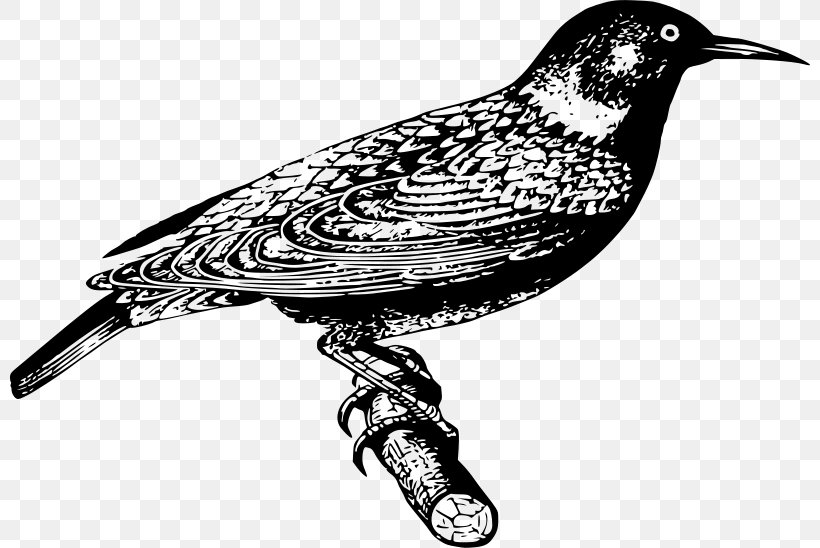 Common Starling Bird Clip Art, PNG, 800x548px, Common Starling, Beak, Bird, Black And White, Cuculiformes Download Free