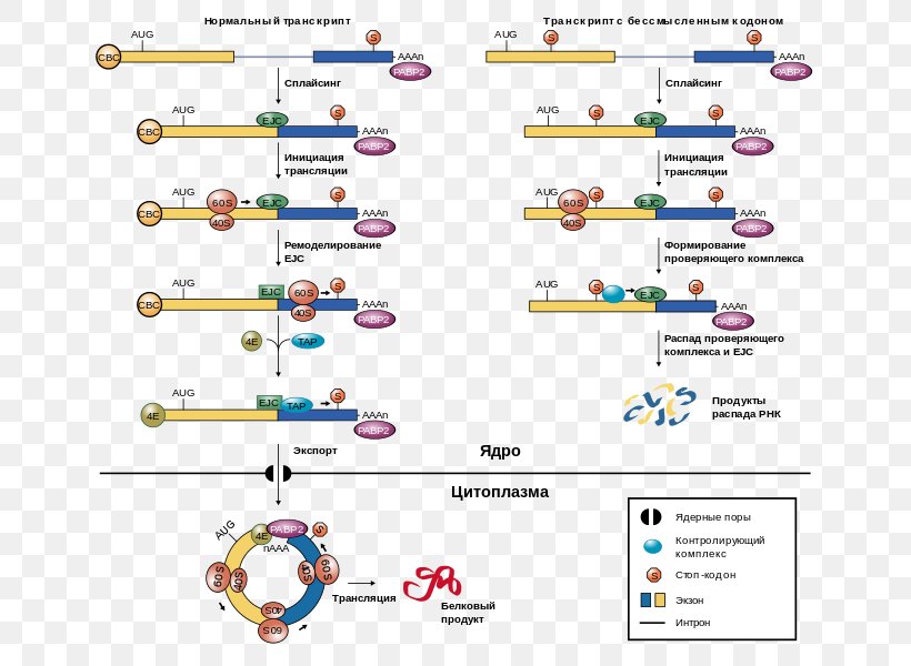 Five Prime Untranslated Region Nonsense-mediated Decay Exon Junction Complex Messenger RNA, PNG, 679x600px, Five Prime Untranslated Region, Area, Diagram, Eukaryotic Initiation Factor, Exon Download Free