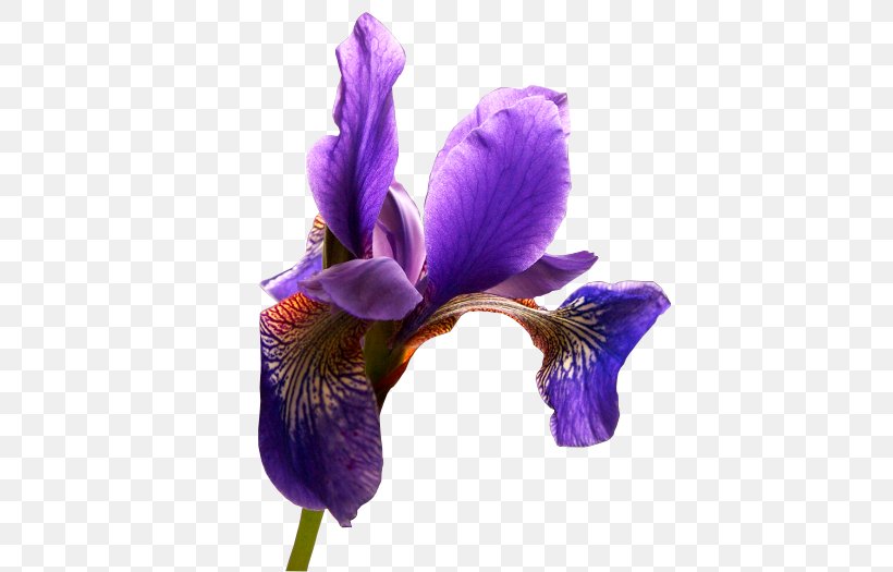 Northern Blue Flag Orris Root Violet Three-letter Acronym, PNG, 500x525px, Northern Blue Flag, Amphibian, Chomikujpl, Flower, Flowering Plant Download Free