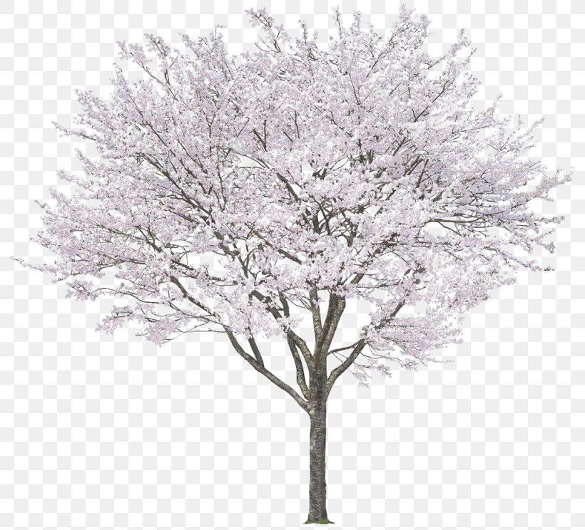 Tree Blossom Rendering, PNG, 1024x930px, Tree, Autocad, Black And White, Blossom, Branch Download Free
