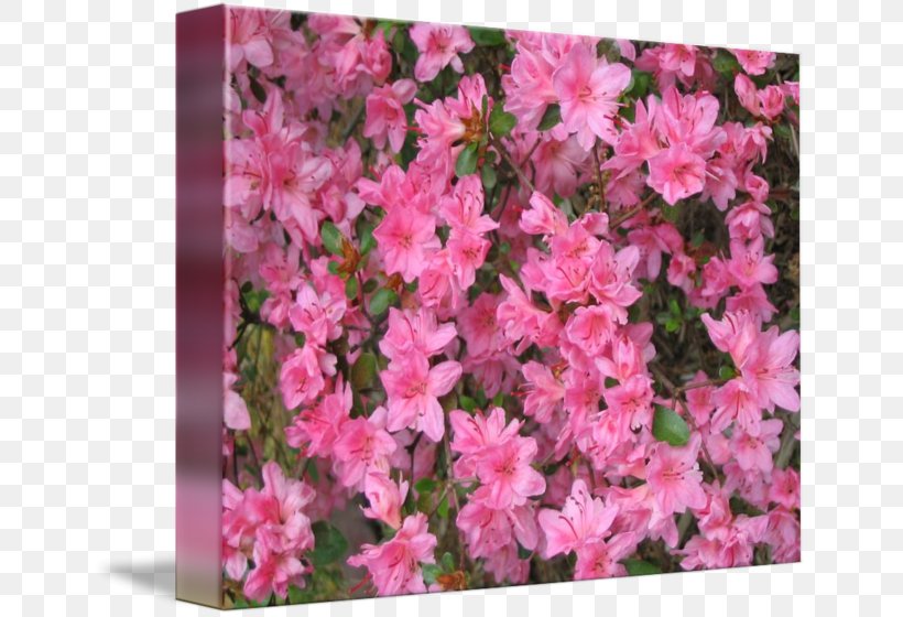 Azalea Imagekind Rhododendron Art Poster, PNG, 650x560px, Azalea, Annual Plant, Art, Canvas, Family Download Free